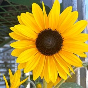 Meet your Posher, Sadie